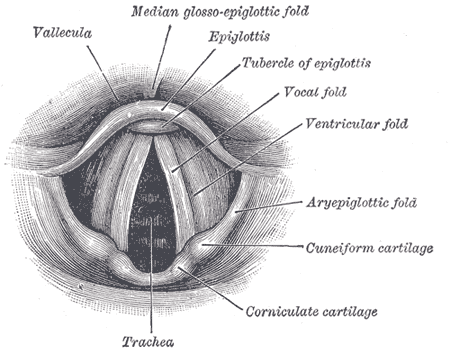 Vocal folds (left), seen from above. The open space between the vocal
folds is called the glottis. By Henry Vandyke Carter - Henry Gray (1918) Anatomy of the Human Body (See “Book” section below)Bartleby.com: Gray’s Anatomy, Plate 956, Public Domain, (https://commons.wikimedia.org/w/index.php?curid=244424)[https://commons.wikimedia.org/w/index.php?curid=244424]