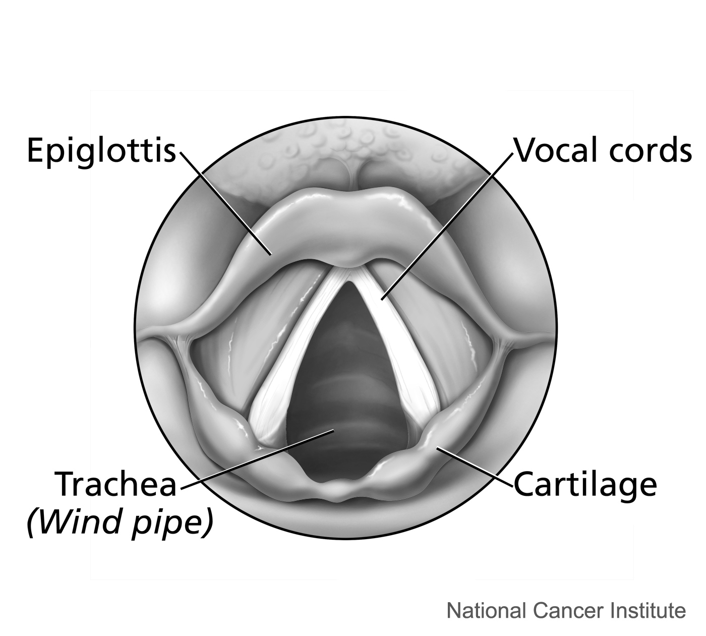 larynx